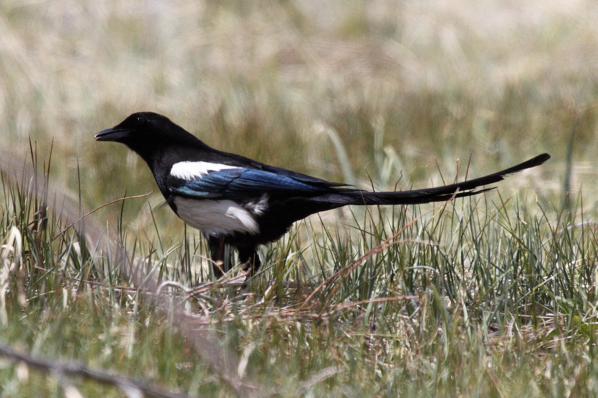 Black-billed Magpie - ML597163451