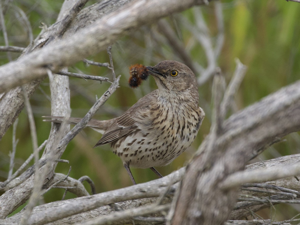 Sage Thrasher - ML597163771