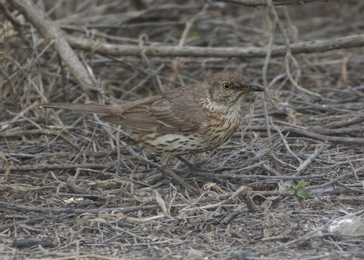 Sage Thrasher - ML597163801