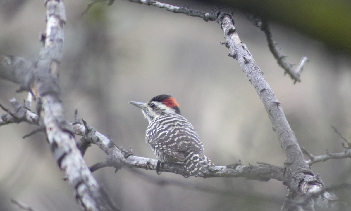 Striped Woodpecker - ML597163911