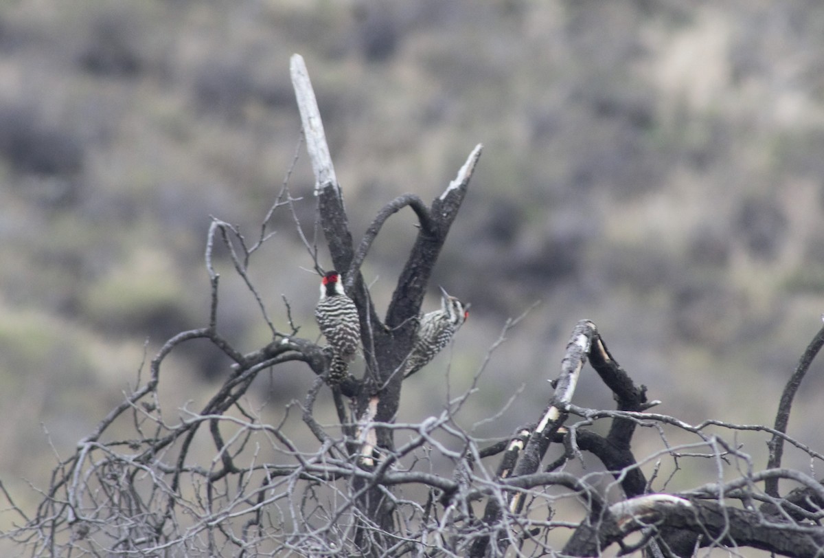 Striped Woodpecker - ML597163921