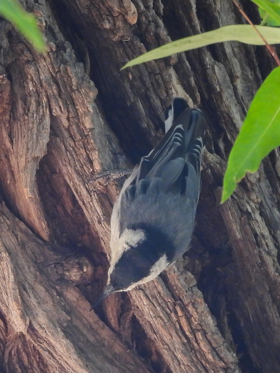 White-breasted Nuthatch - ML597164261