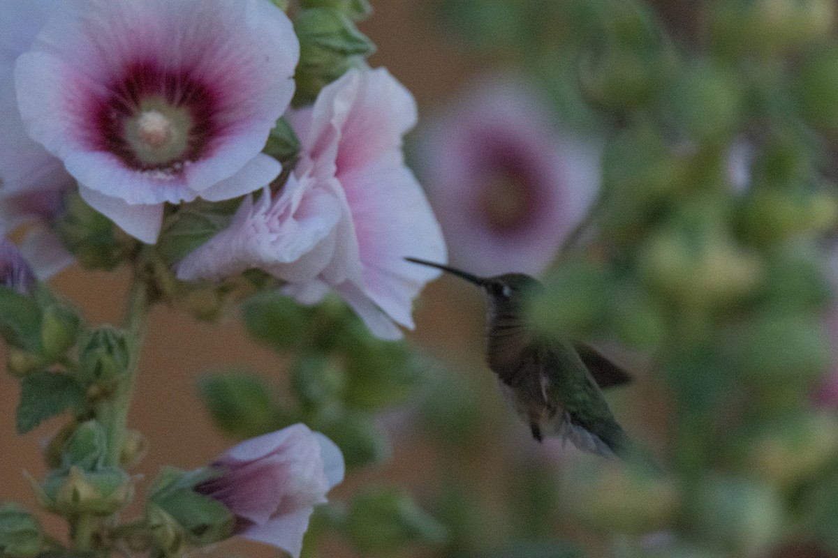 Black-chinned Hummingbird - Sabrina Adleson