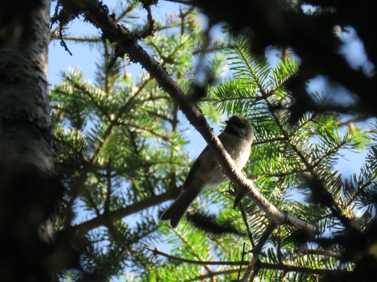 Boreal Chickadee - ML597167261