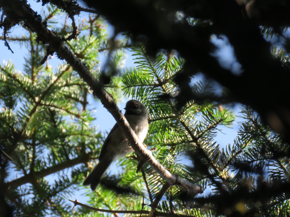 Boreal Chickadee - ML597167301