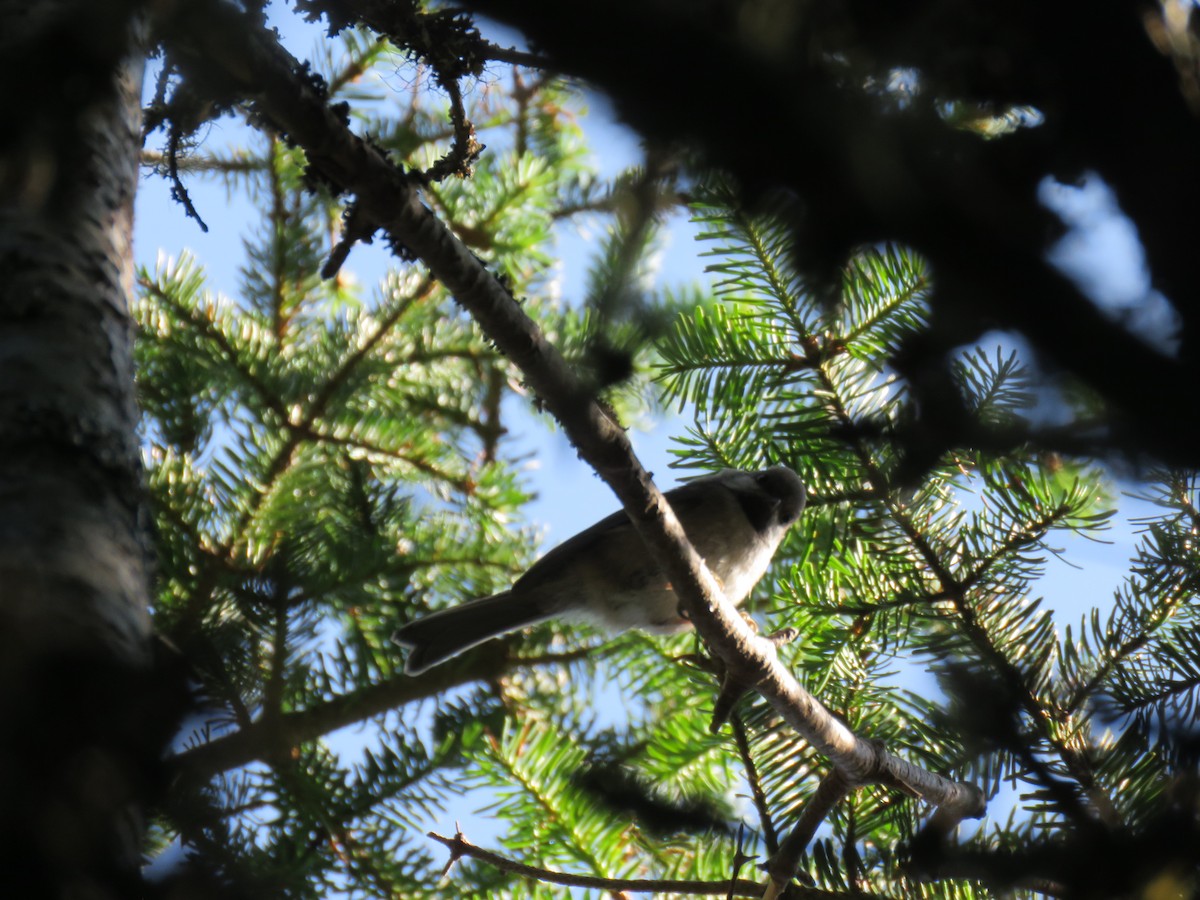 Boreal Chickadee - ML597167351