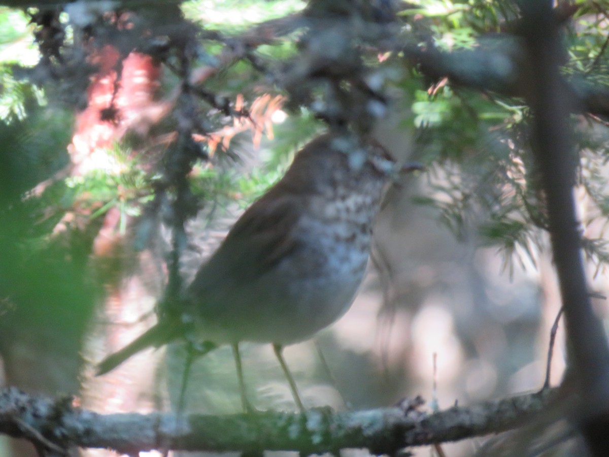 Bicknell's Thrush - ML597167511