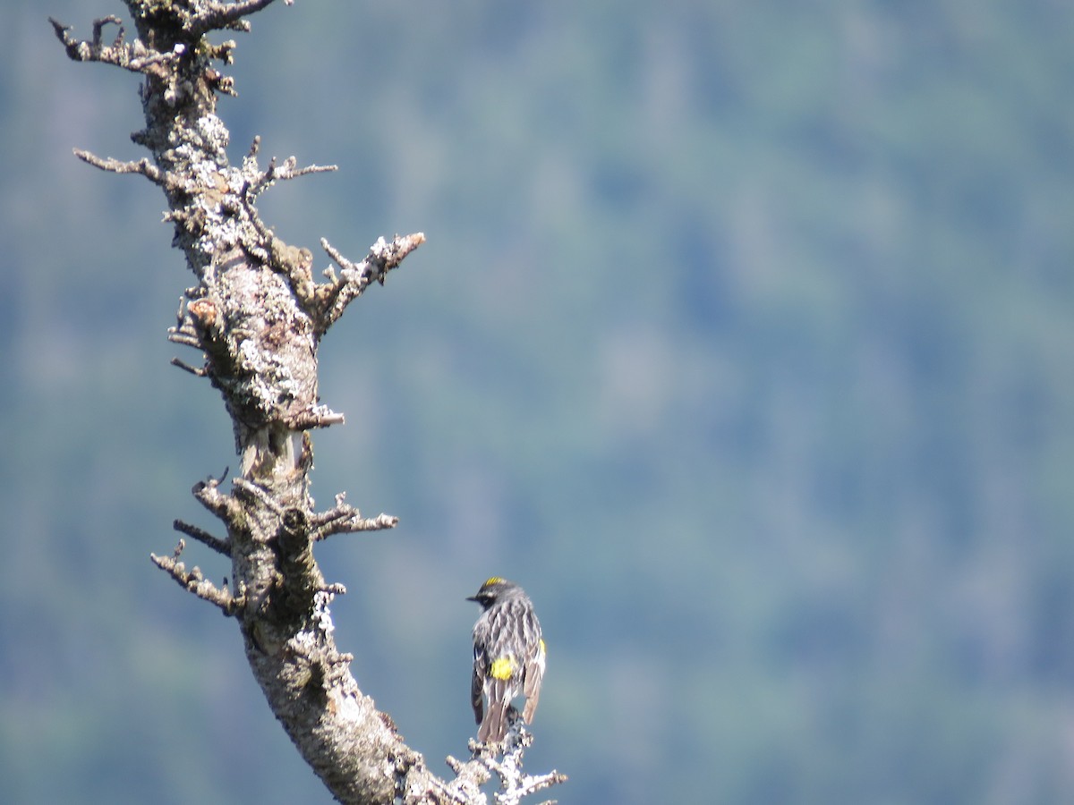 lesňáček žlutoskvrnný (ssp. coronata) - ML597167961