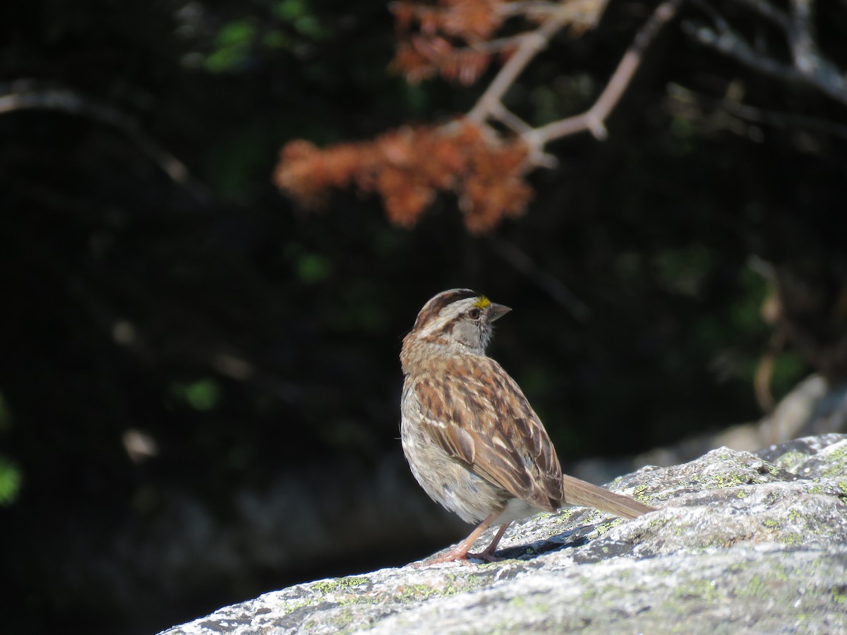 White-throated Sparrow - ML597168011