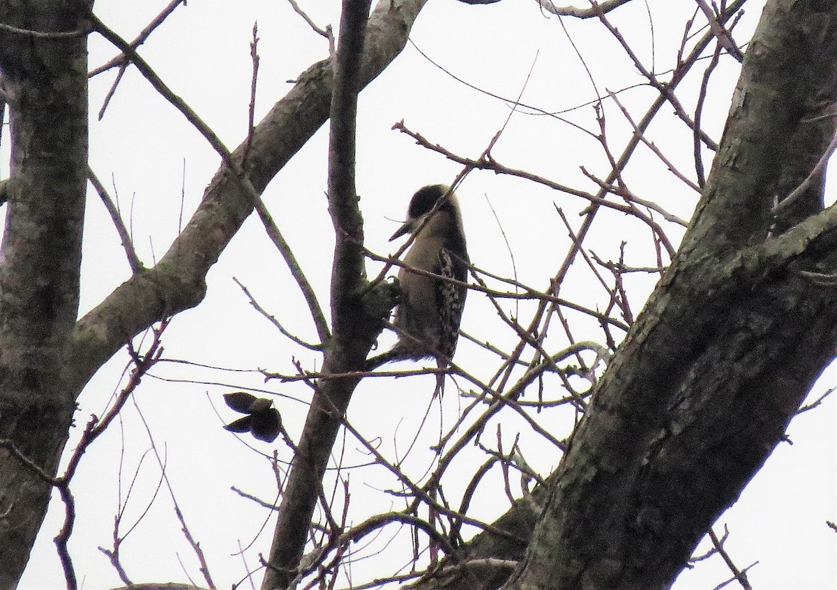 White-fronted Woodpecker - ML597168061