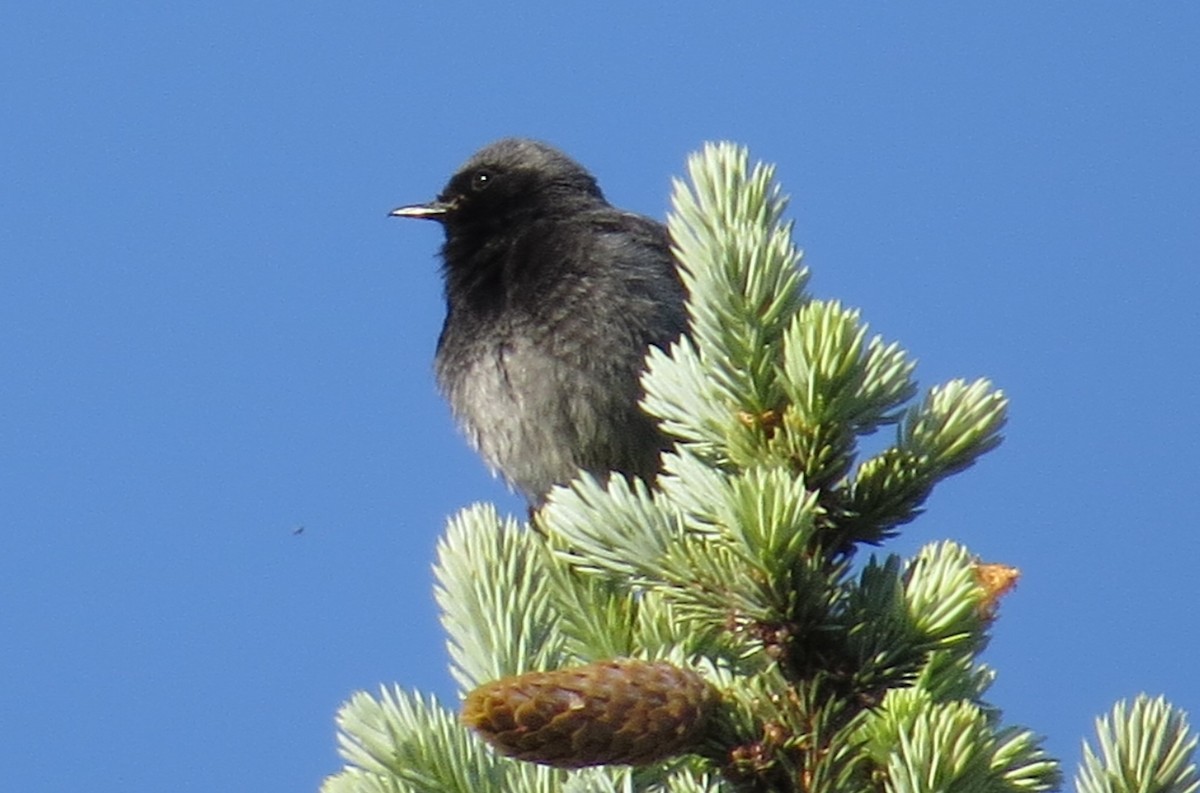 Black Redstart - ML59716811