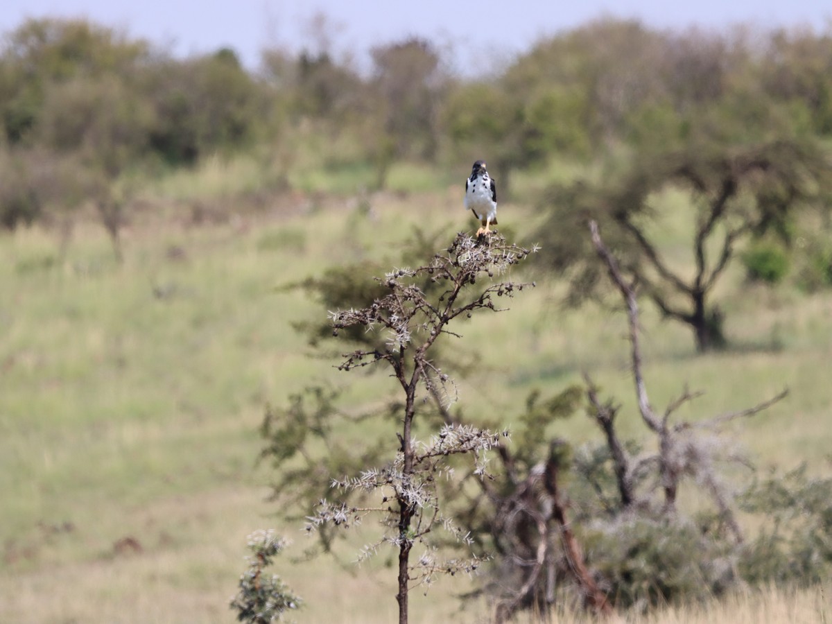 Augur Buzzard (Augur) - ML597168191