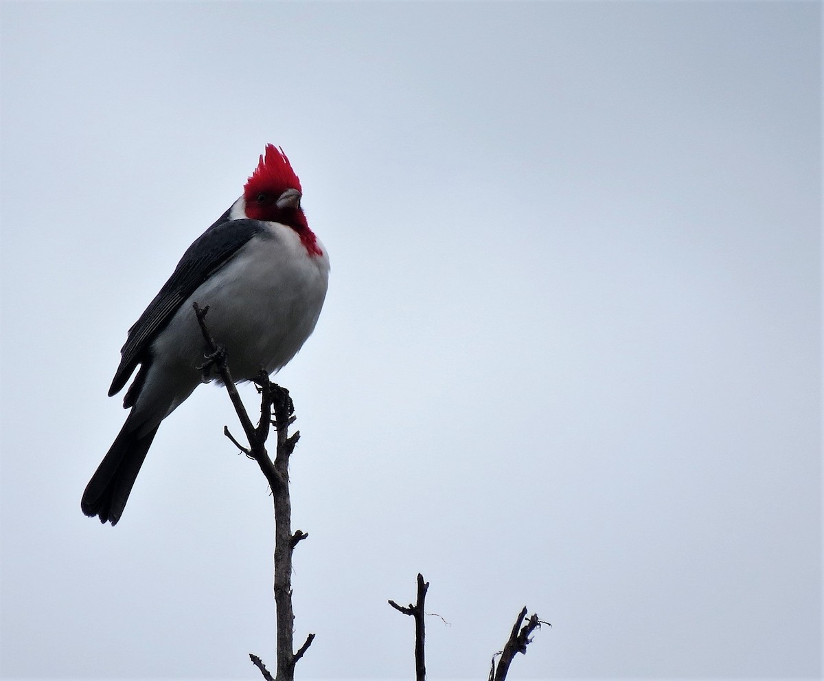 Red-crested Cardinal - ML597168291