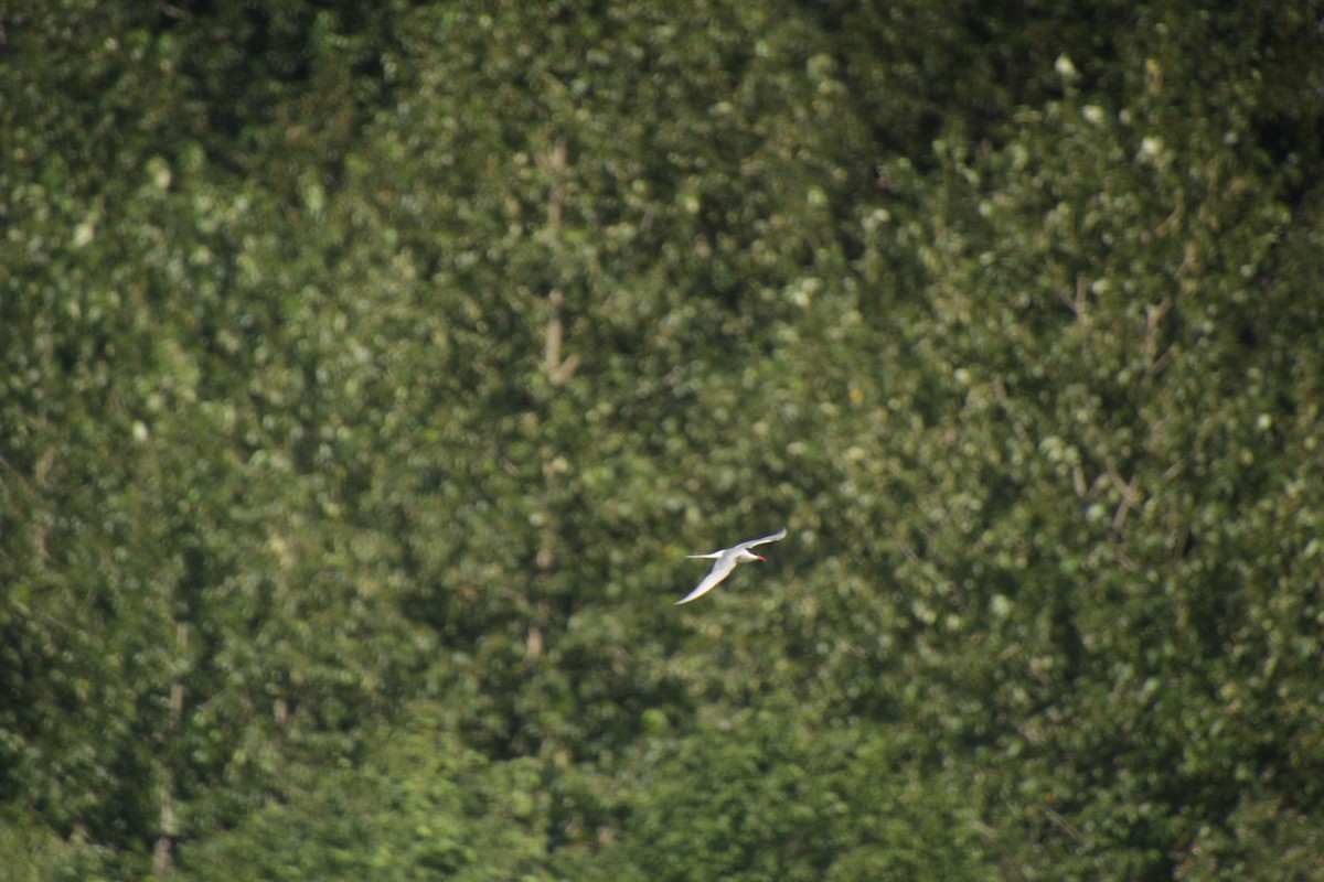 Arctic Tern - ML597168351