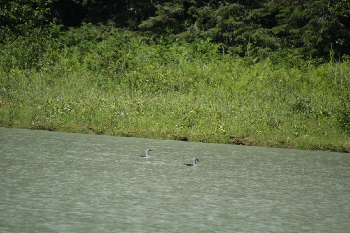 Red-throated Loon - ML597168401
