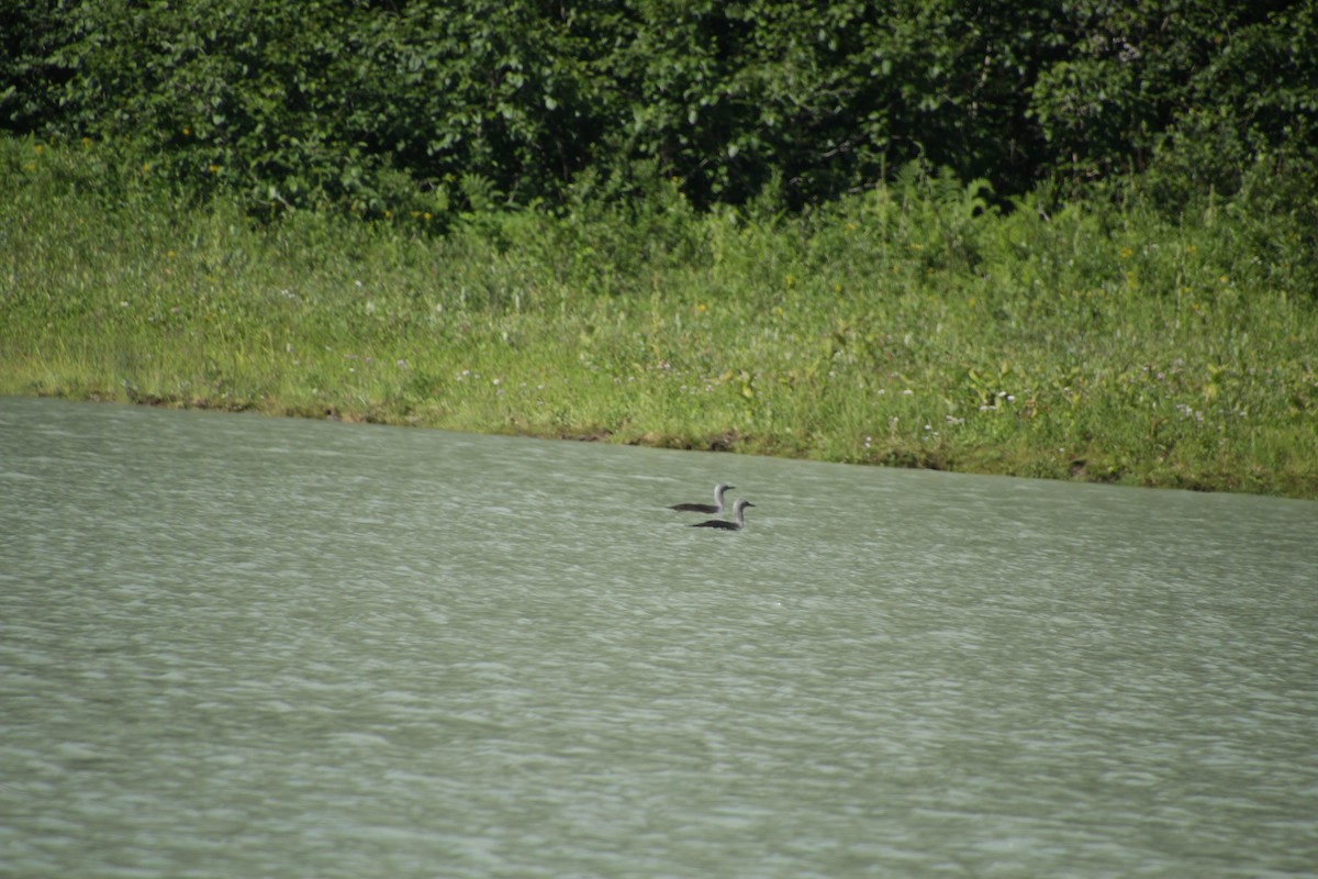 Red-throated Loon - ML597168411