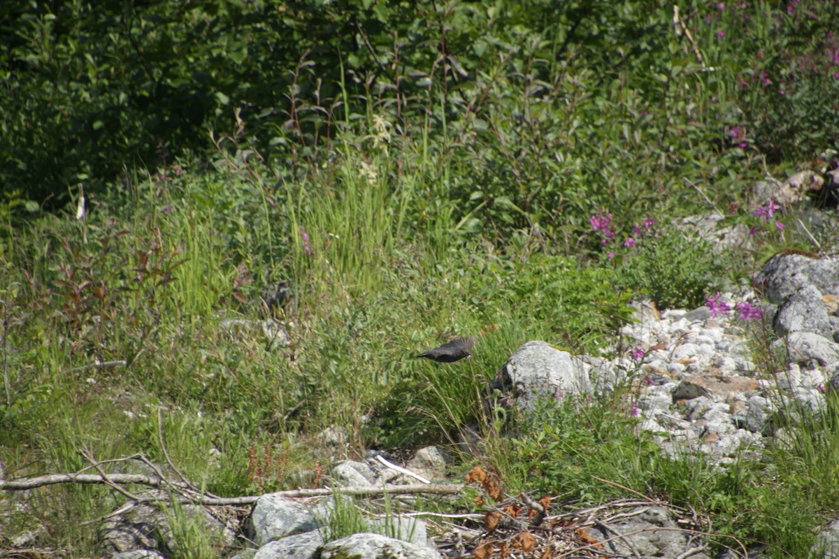 American Dipper - ML597168601