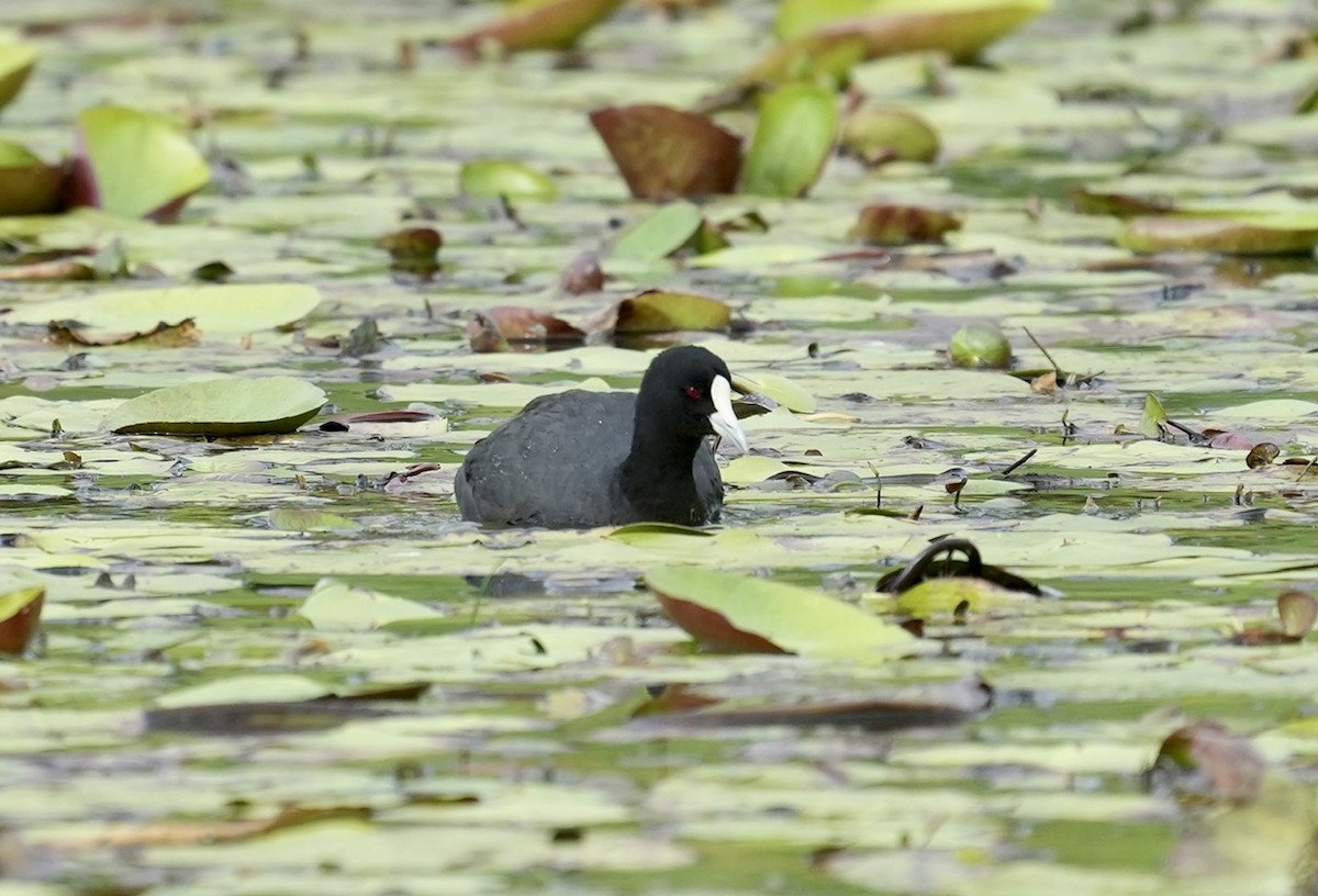 Eurasian Coot - ML597168611