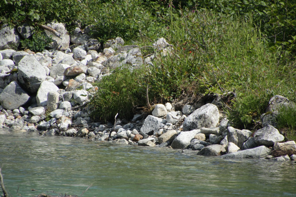American Dipper - ML597168621