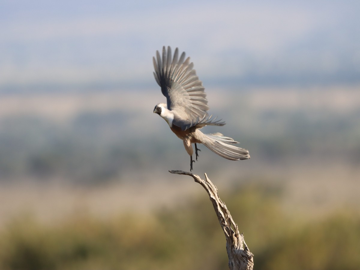 Bare-faced Go-away-bird - ML597168711