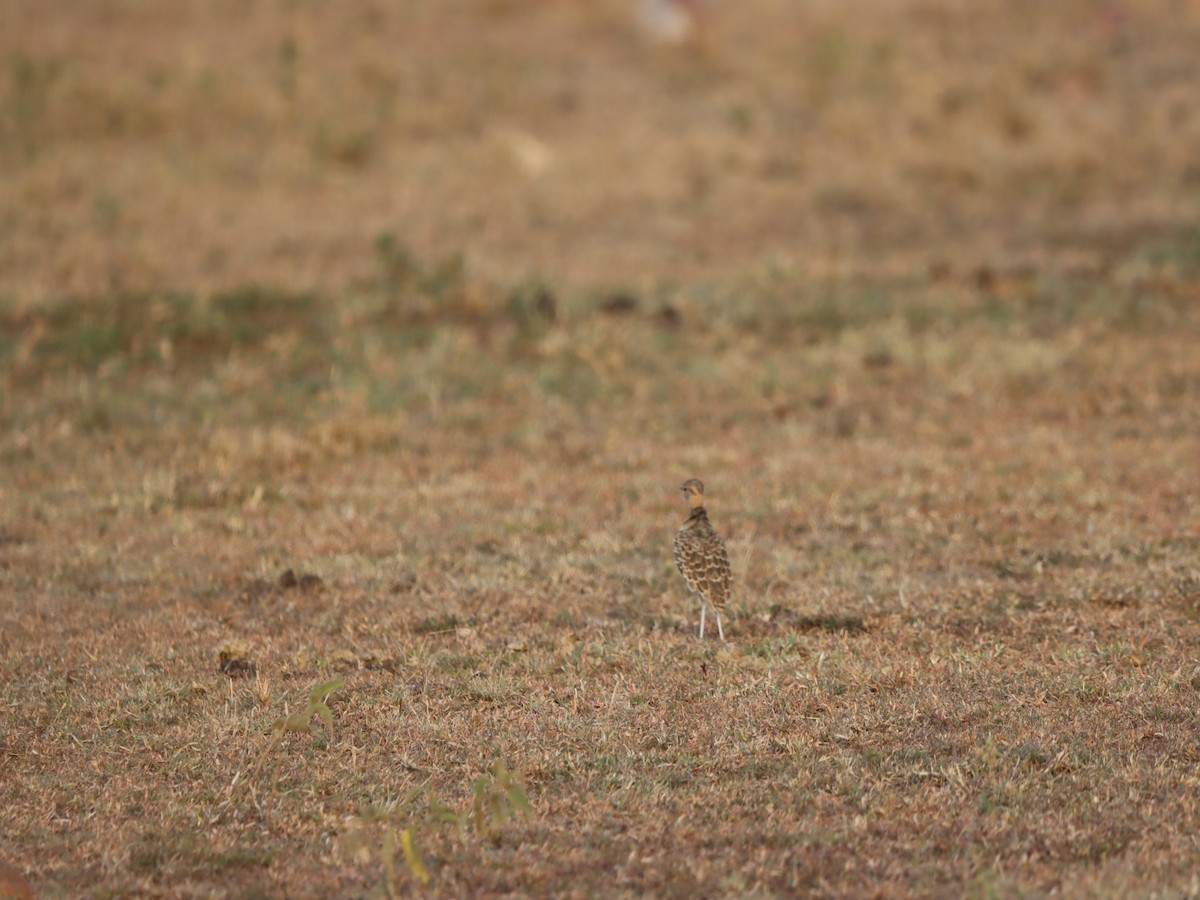 Double-banded Courser - ML597168741