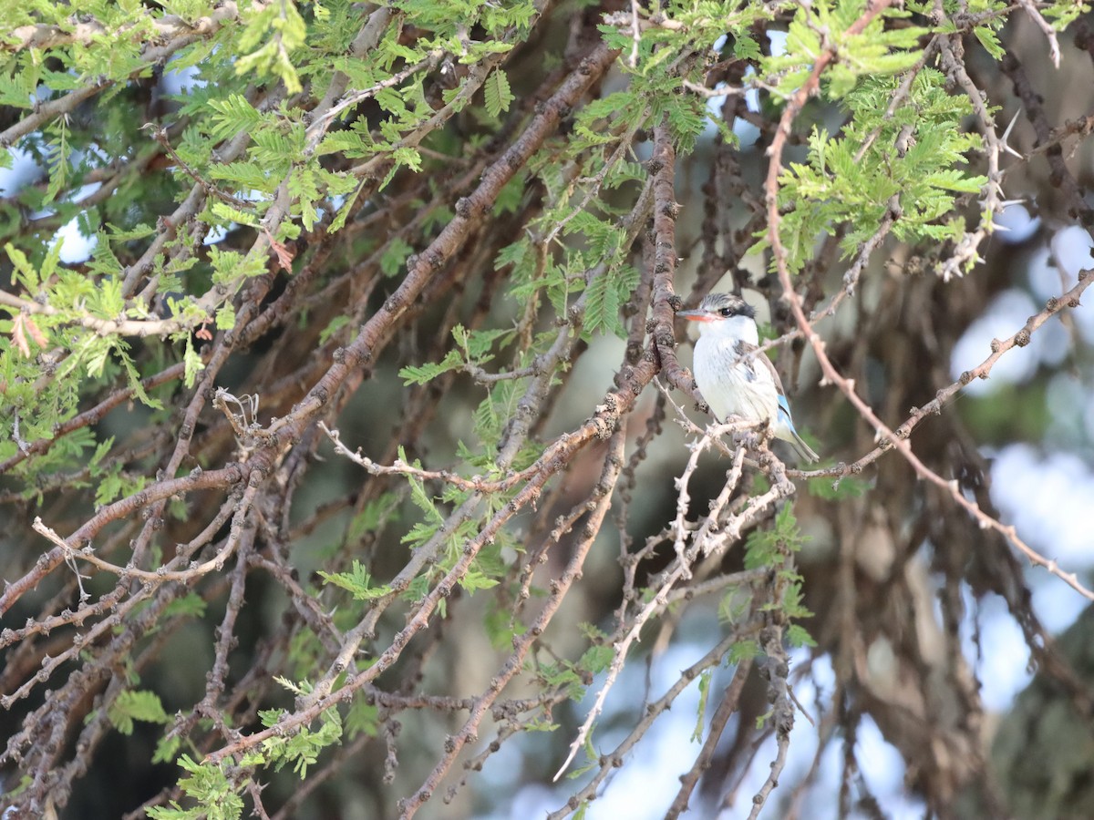 Striped Kingfisher - ML597168901