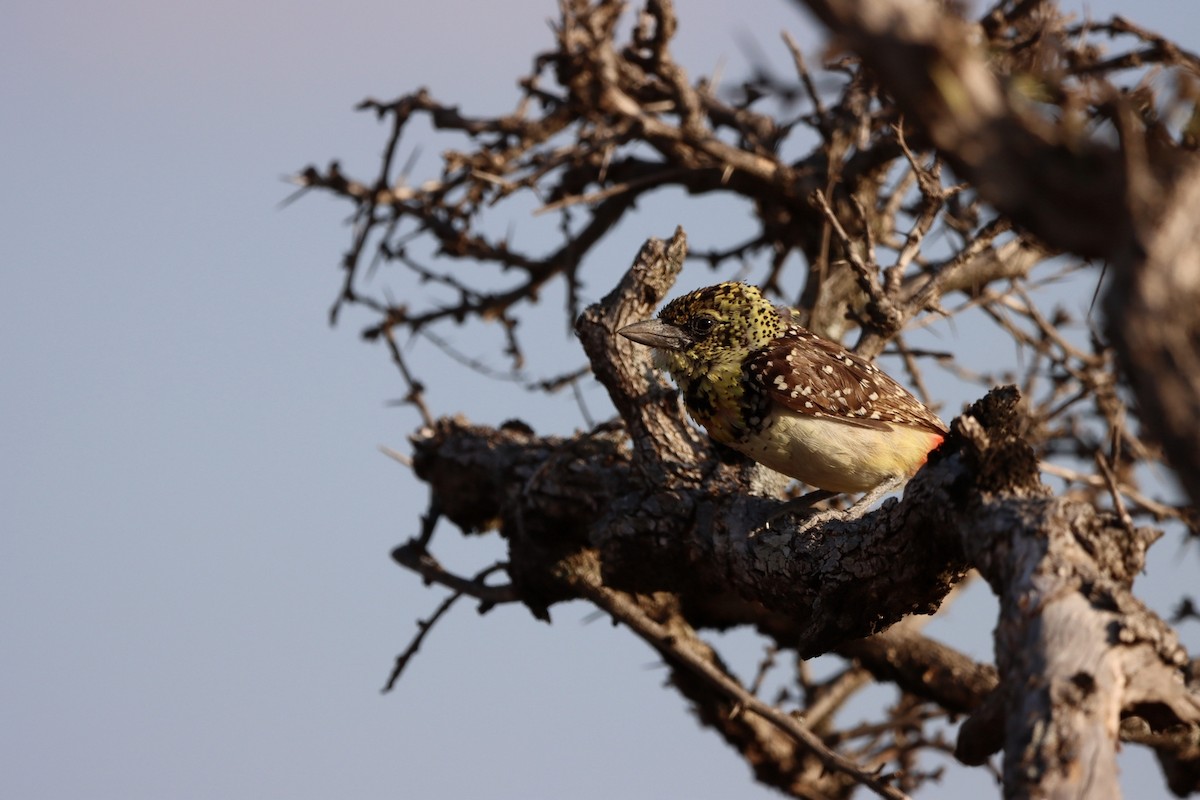 D'Arnaud's Barbet - ML597168961