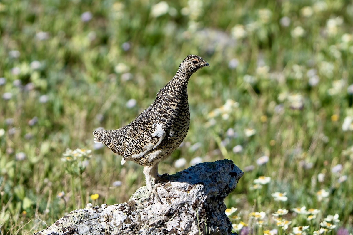 White-tailed Ptarmigan - ML597169081