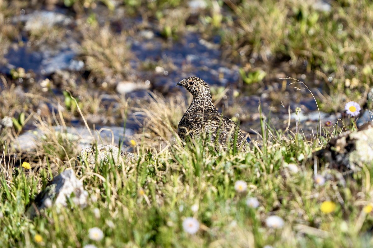 White-tailed Ptarmigan - ML597169091