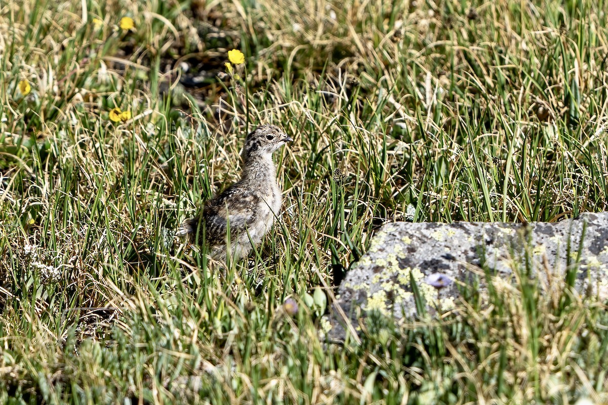 White-tailed Ptarmigan - Winston Liu