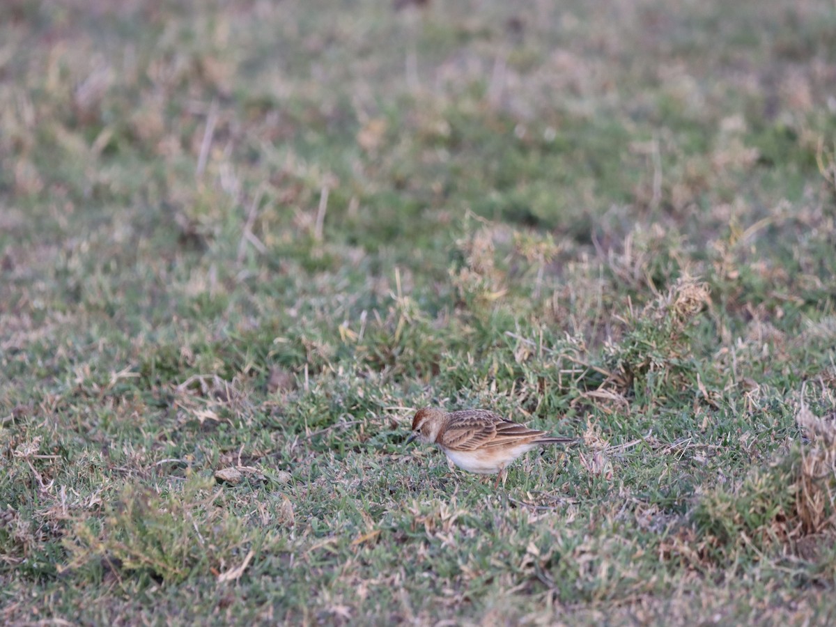 Red-capped Lark - Johannes Hogrefe