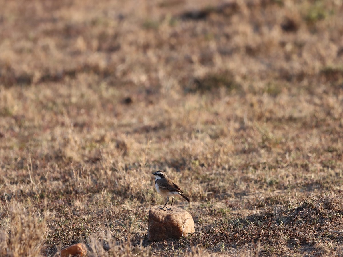 Capped Wheatear - ML597169191