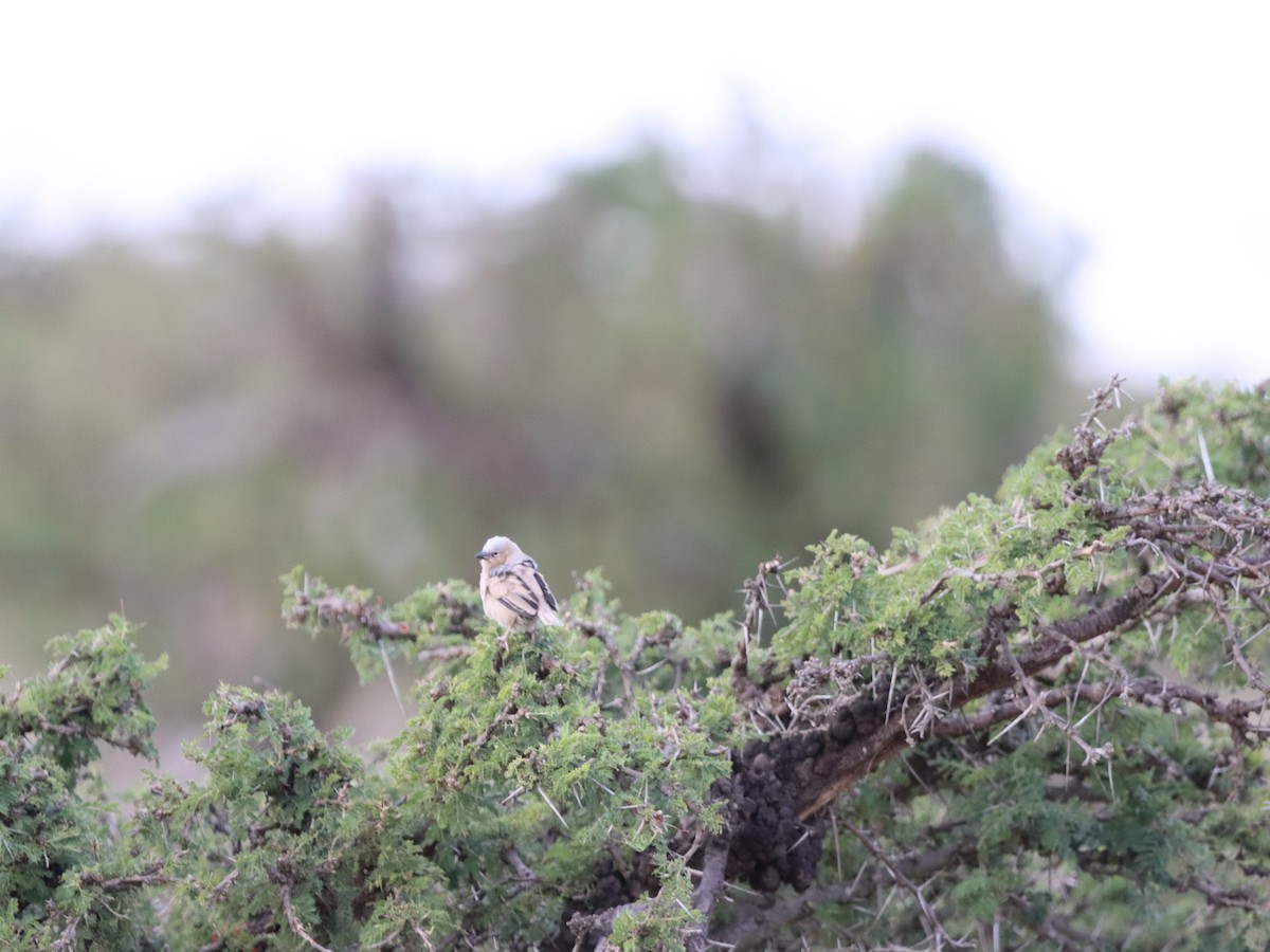 Gray-headed Social-Weaver - ML597169281