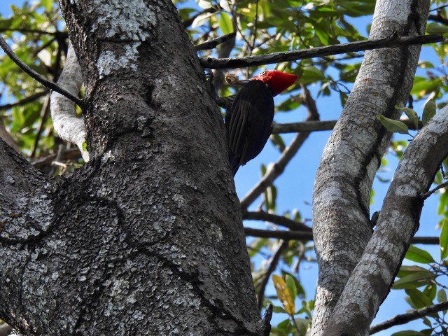Pale-billed Woodpecker - ML59717051