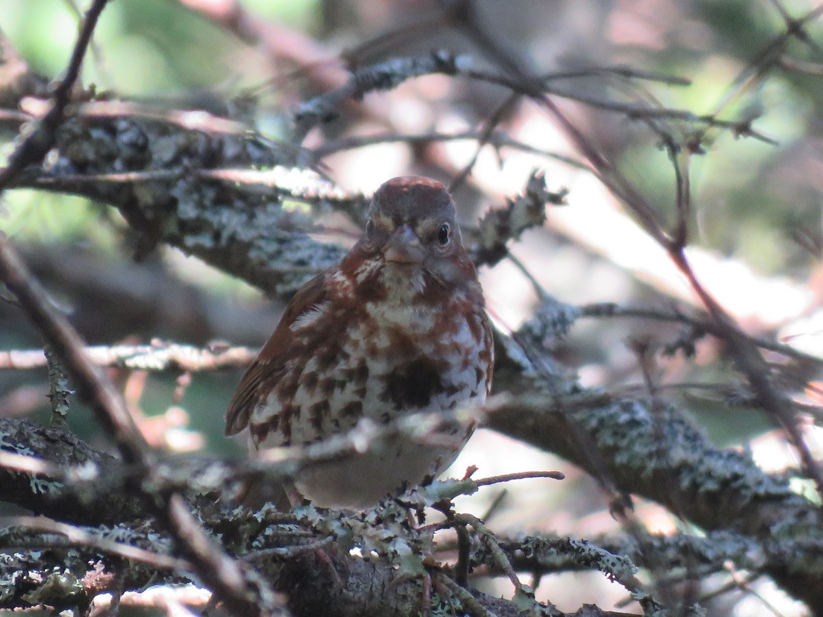 Fox Sparrow (Red) - Brian Hofstetter