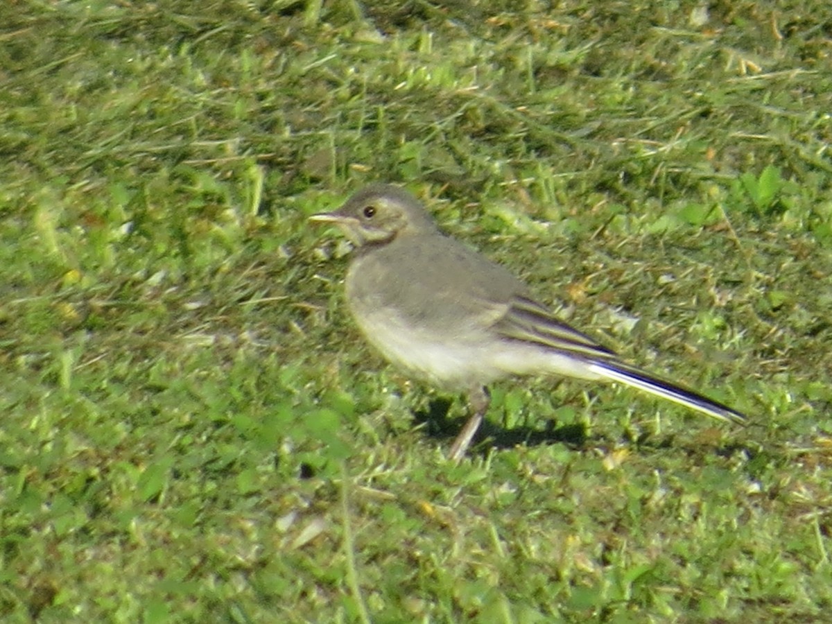 White Wagtail - ML59717141