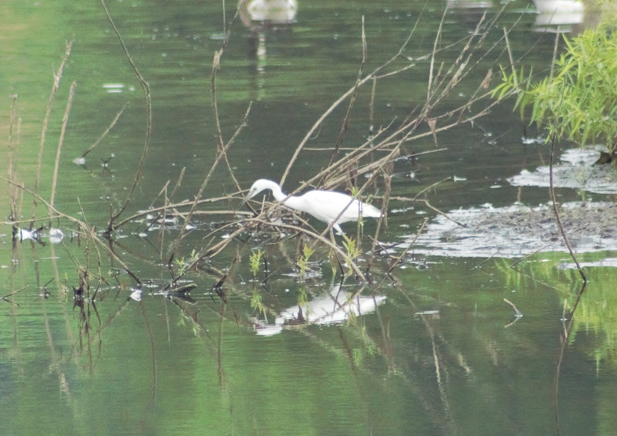 Little Blue Heron - ML597171671