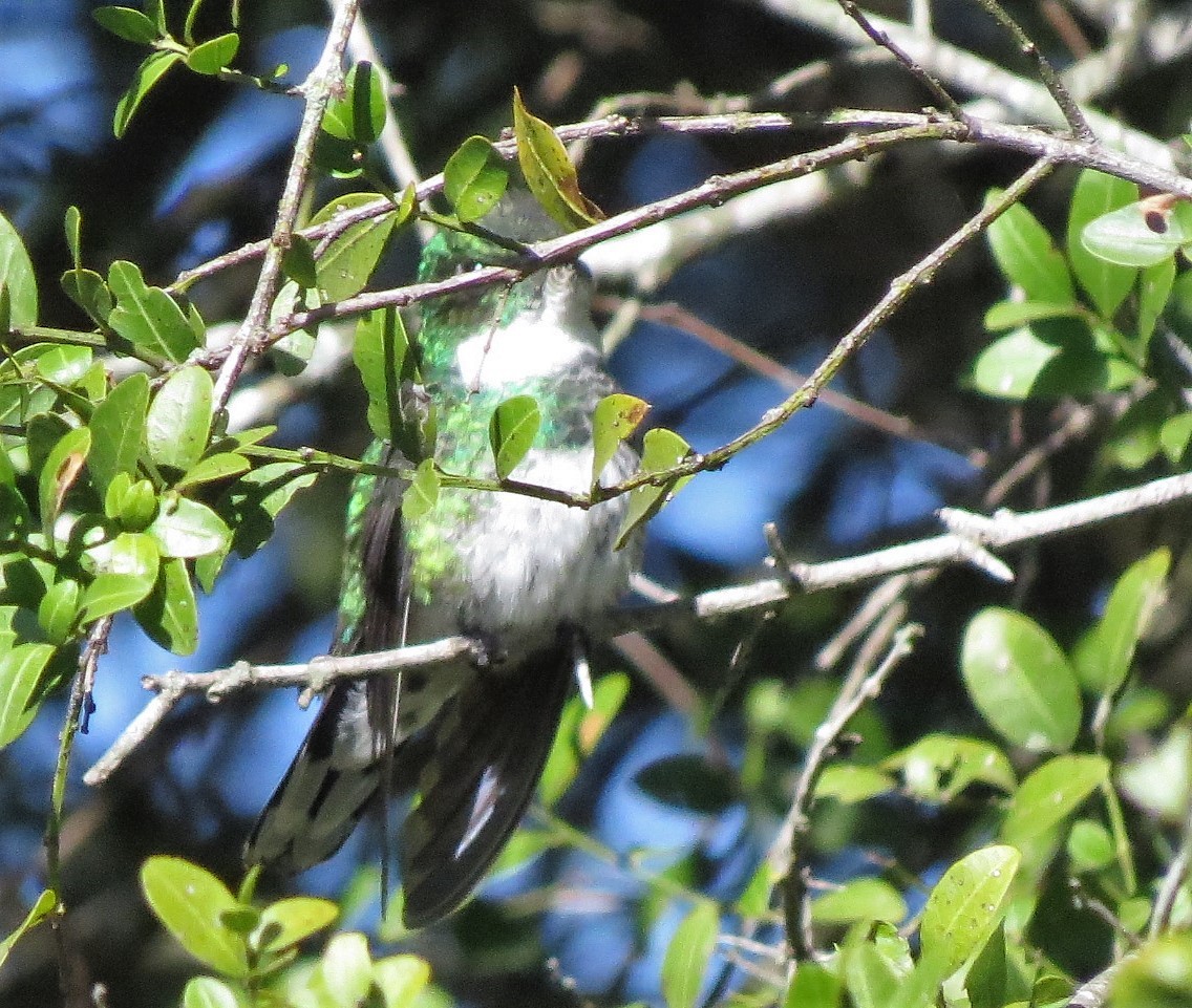 White-throated Hummingbird - ML597172181