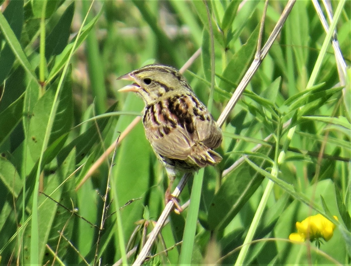 Henslow's Sparrow - pamela hoyland