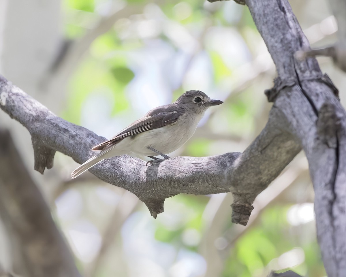 Plumbeous Vireo - Terence Degan