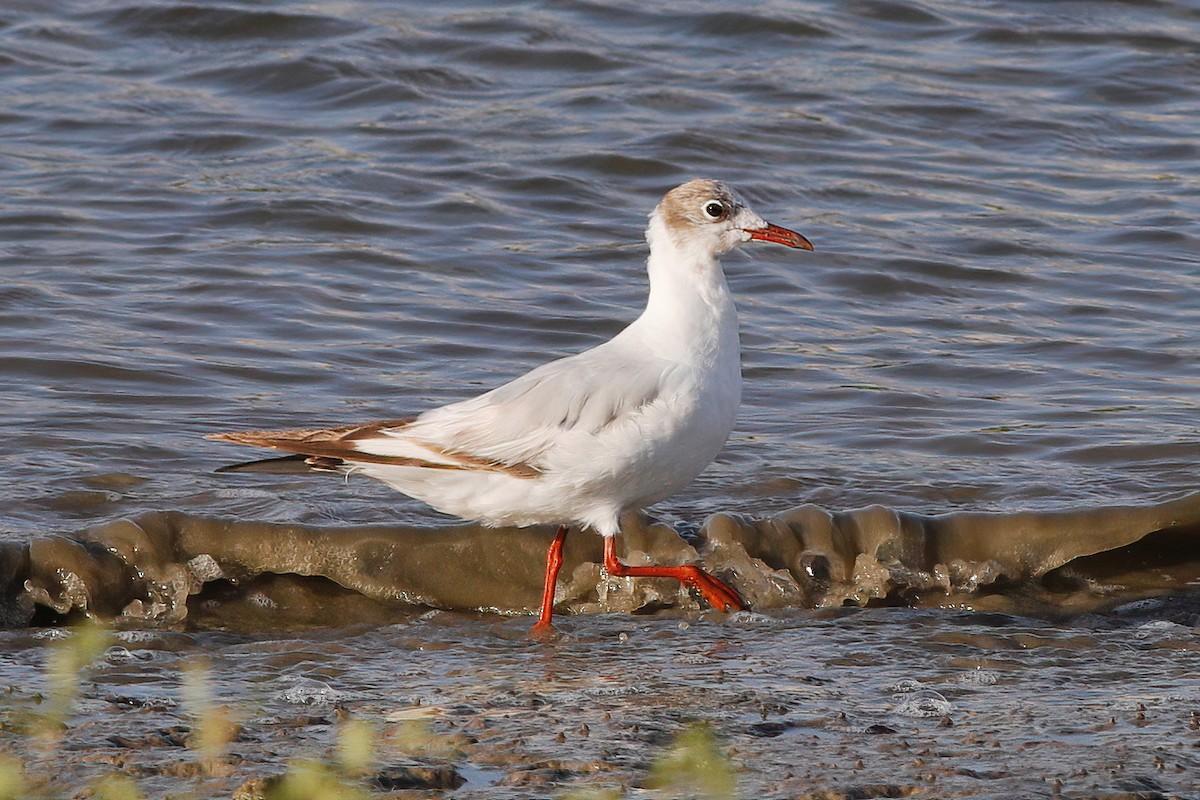 Mouette rieuse - ML597173601