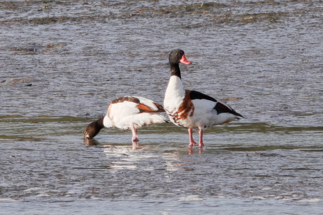 Common Shelduck - ML597173651