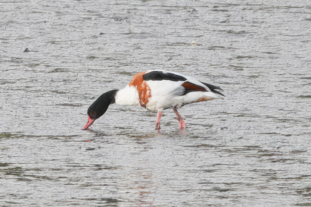 Common Shelduck - ML597173691
