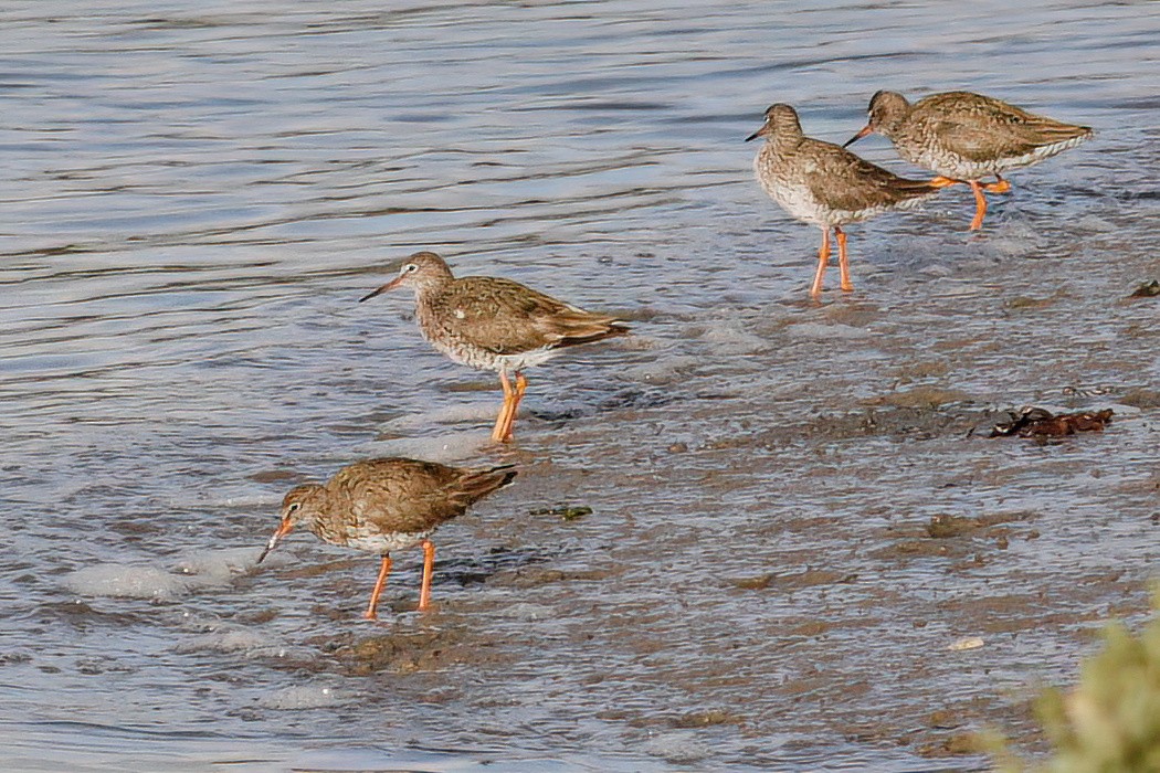 Common Redshank - ML597173701