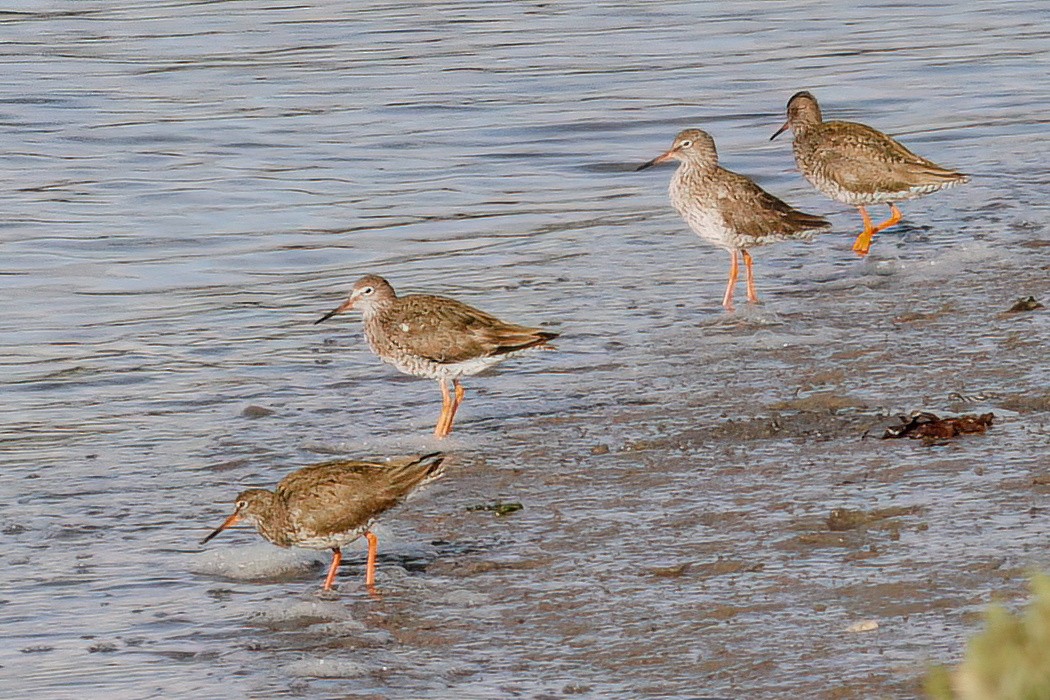 Common Redshank - ML597173711