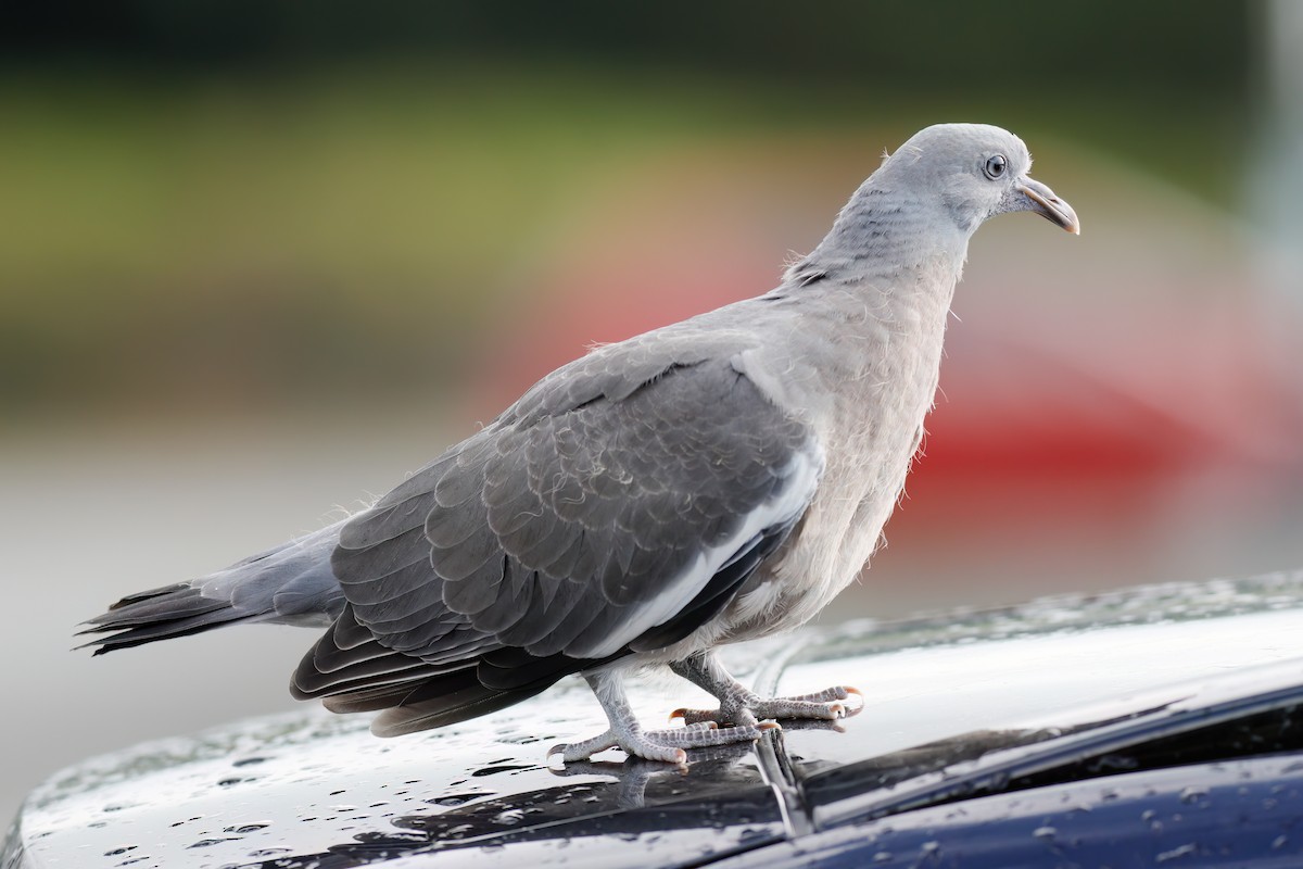 Common Wood-Pigeon - ML597173731