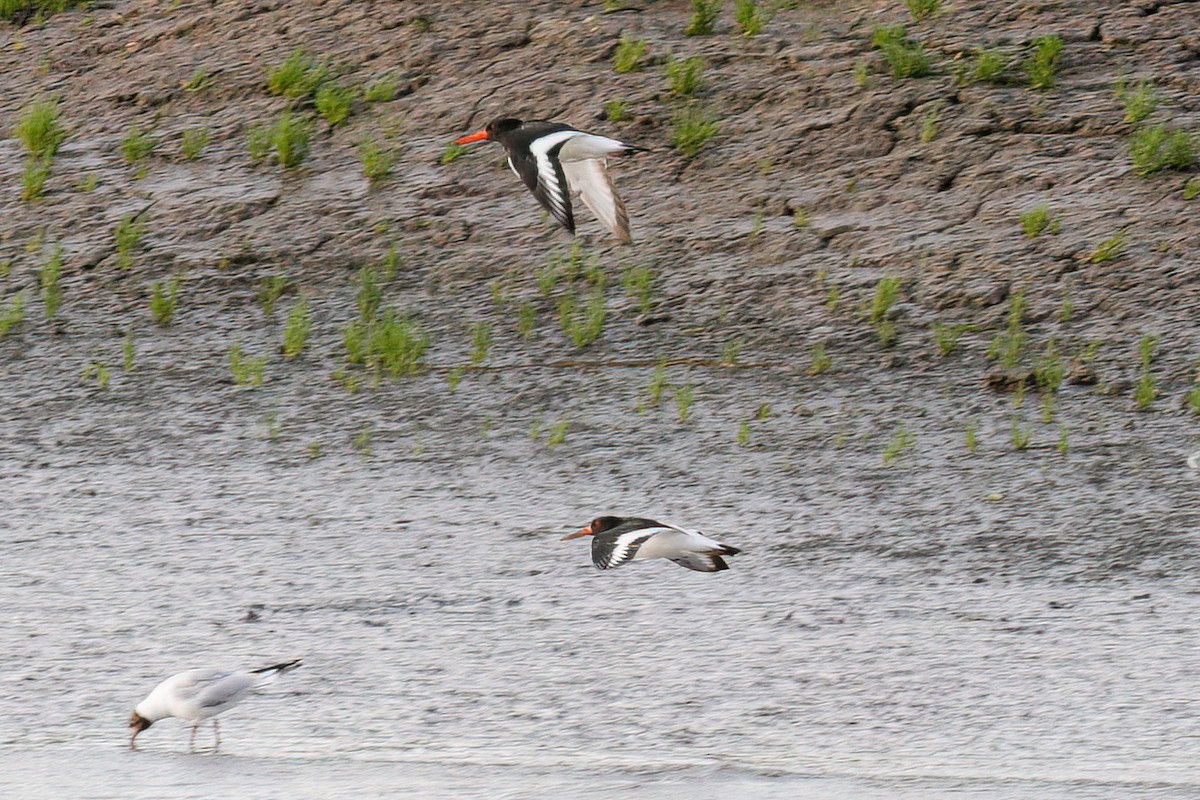 Eurasian Oystercatcher - ML597173791