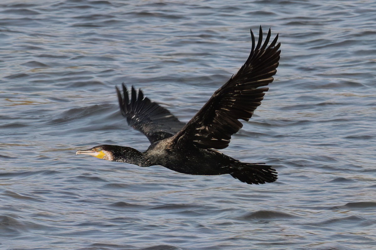 Great Cormorant - ML597173801