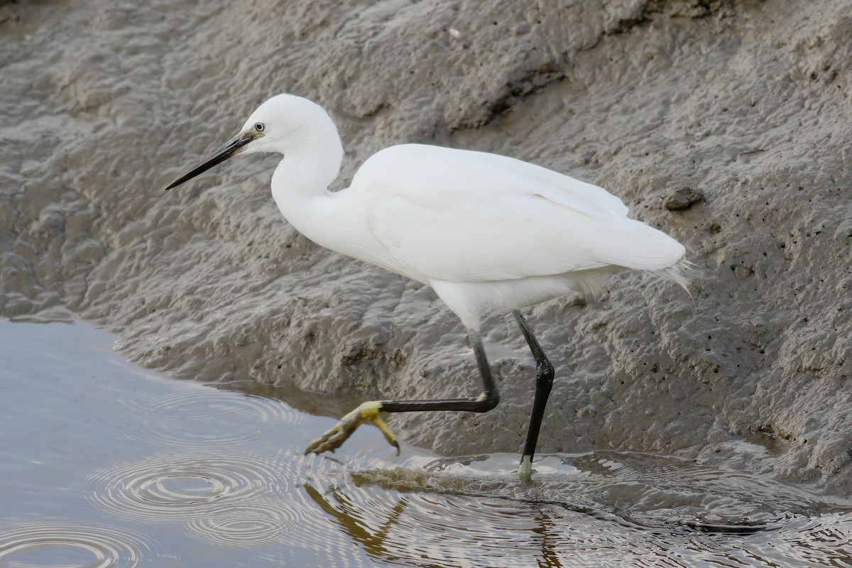 Little Egret - ML597173831