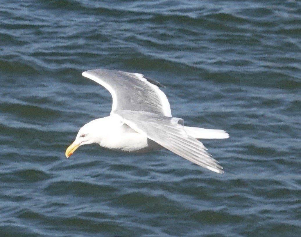 Glaucous-winged Gull - ML597173841